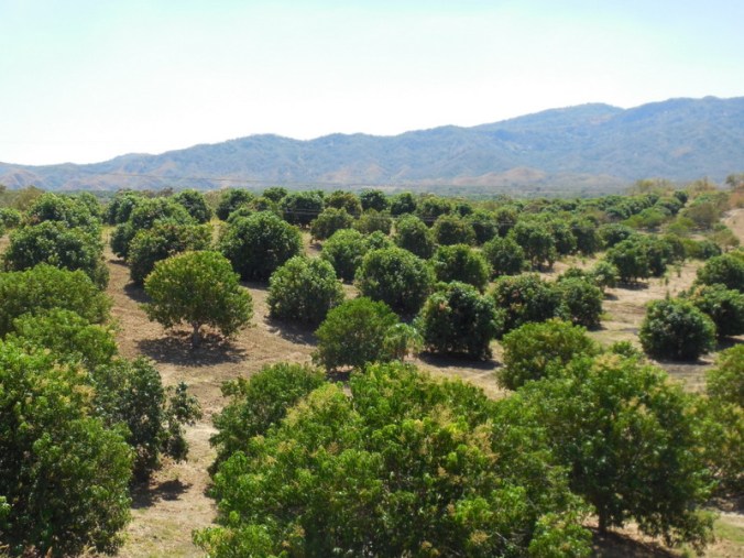 Mango trees 1