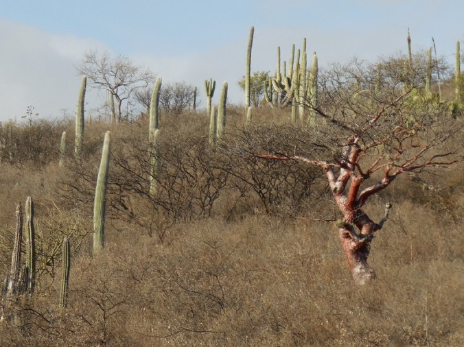 Morning elephant tree