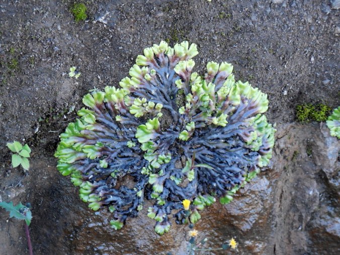 new weird fern on rock 2