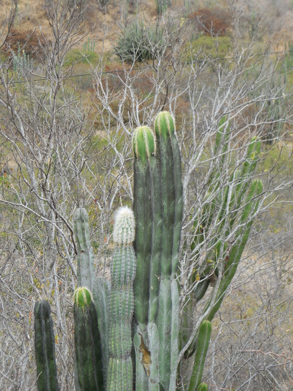 Oaxaca cacti 3