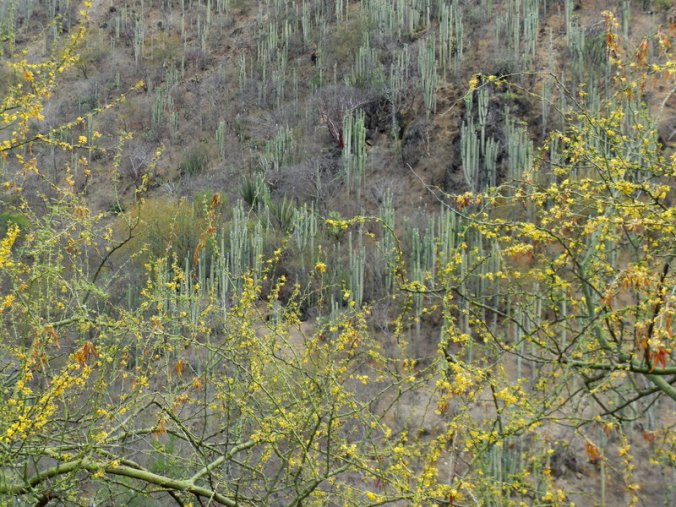 Oaxaca cacti 4