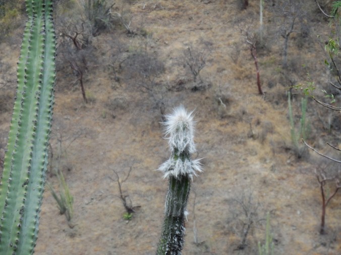 Oaxaca cacti - looks kind of like a bird