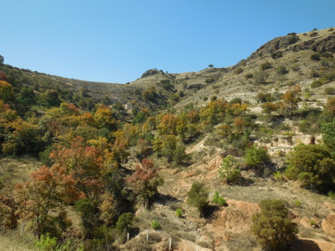Roadside trees changing colours 1