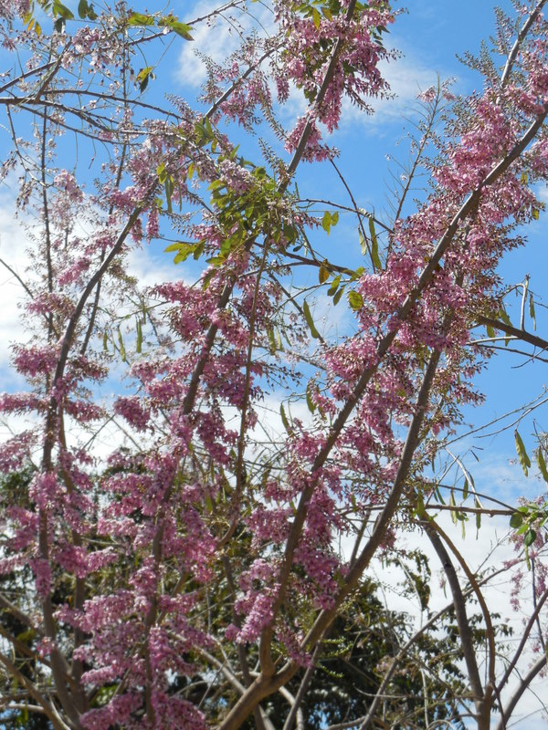 Tree - some sort of wisteria