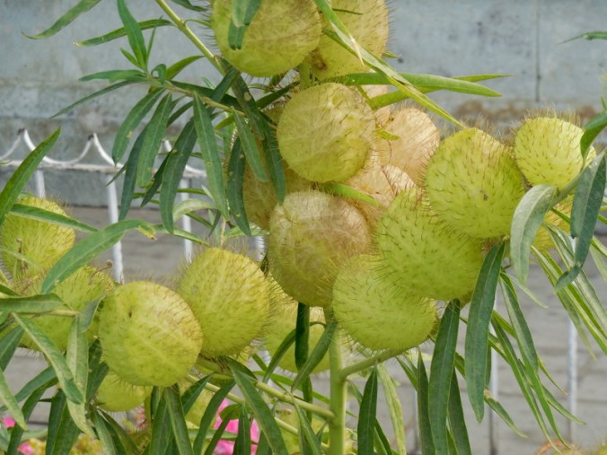 Weird plant at big tree