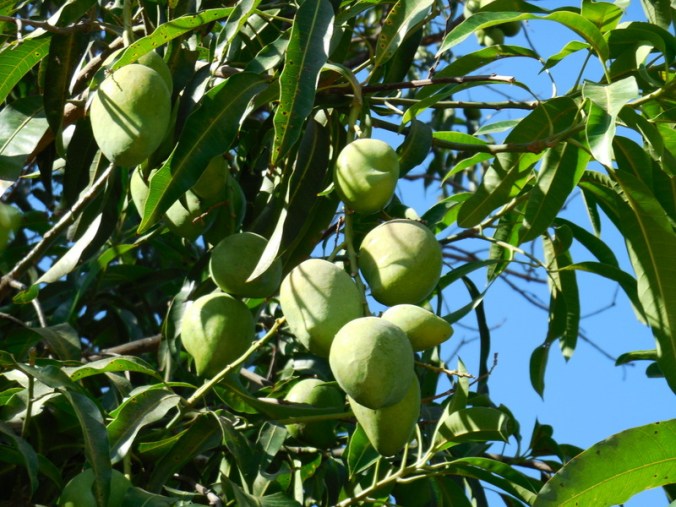 Wild mangos on the road 2