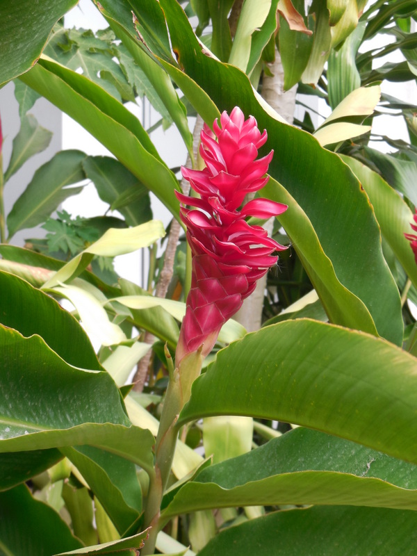 A flower we should know the name of 3