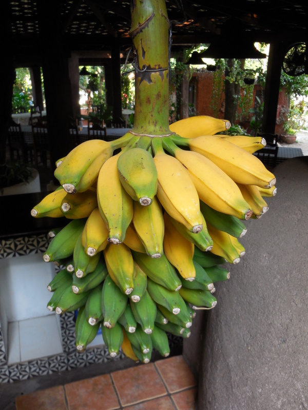 Bananas at hotel