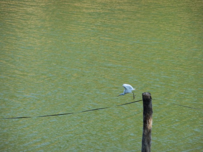 Bird at lake