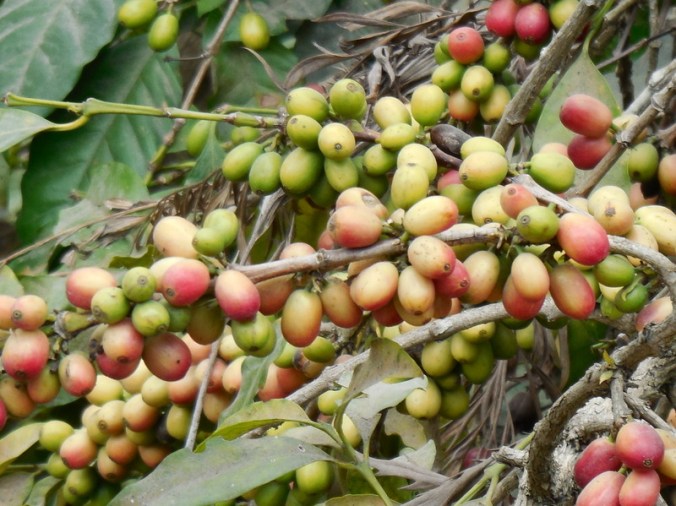 Coffee cherries 2