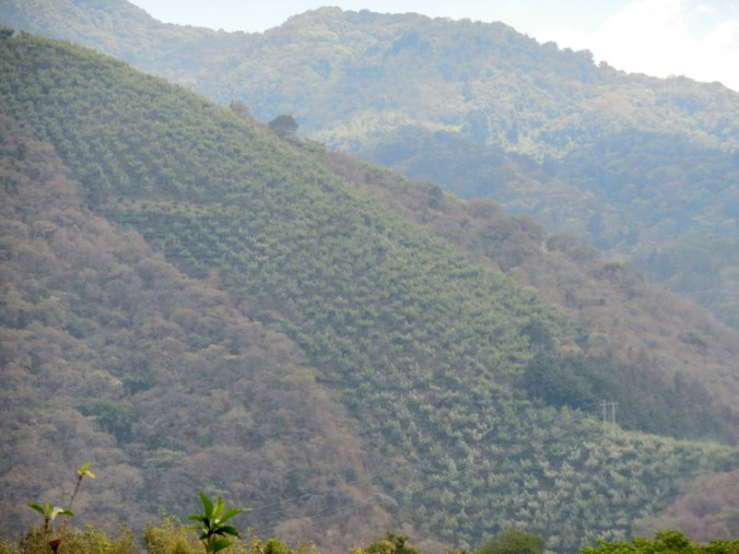 Coffee on side of volcano