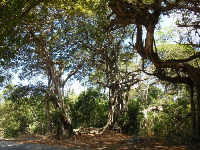 Crazy dtrangler figs