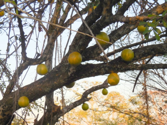 Crescentia or Morro tree