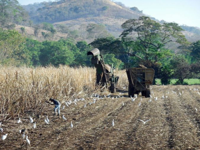 Cutting cane with a machine