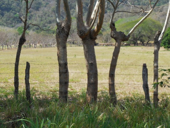 Fencepost trees 3