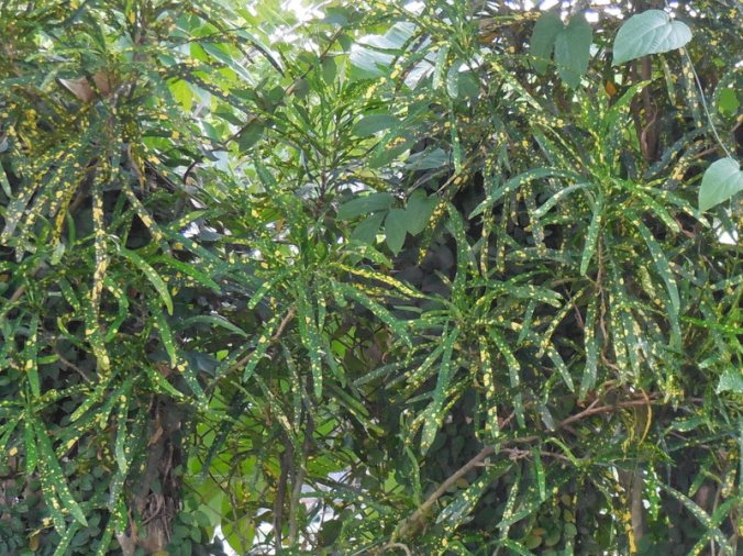 Garden plant 1 4-001