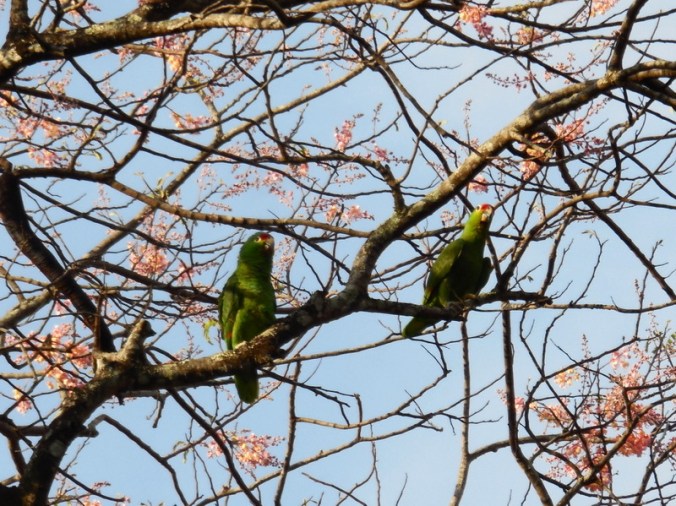 Green parrots