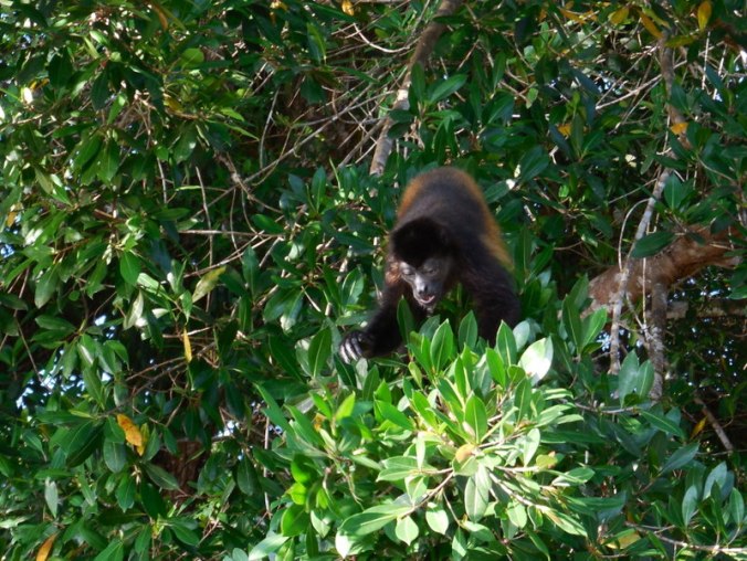 Howler monkey 2