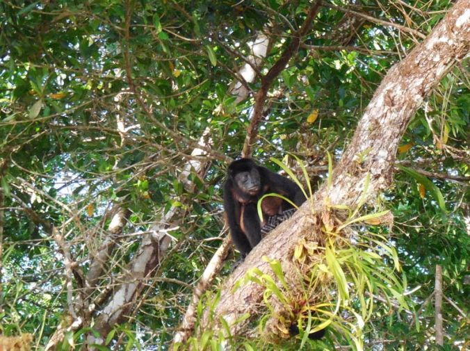 Howler monkey 3