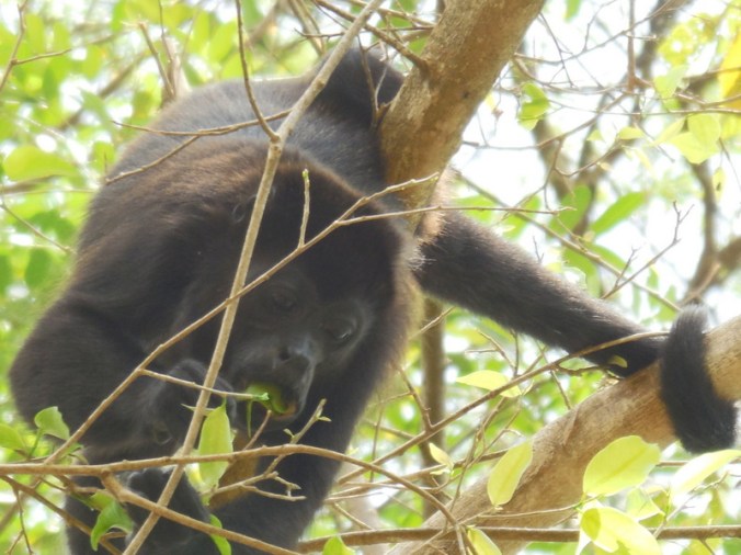 Howler monkey 5
