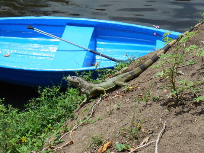 Iguana 1