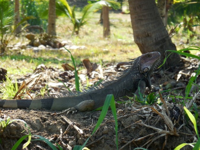 Iguana