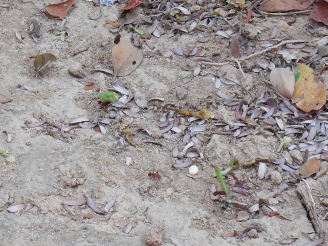 Leaf cutter ants on the move