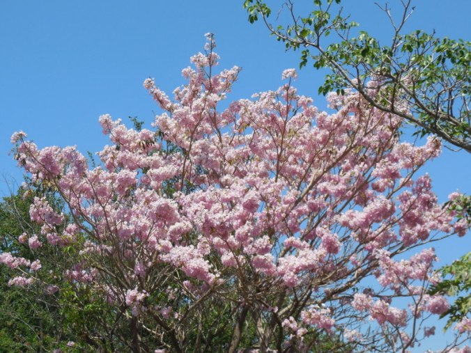Maquilishuat - national tree of El Salvador