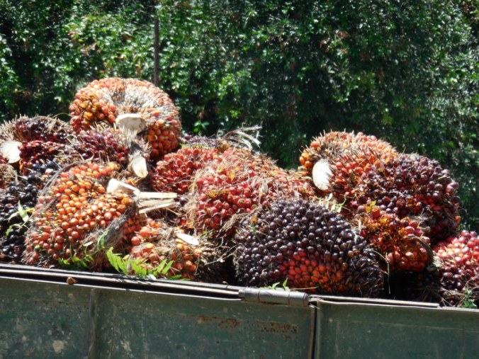 Palm oil 2