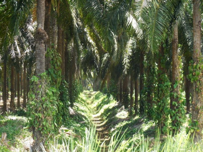 Palm oil trees 2