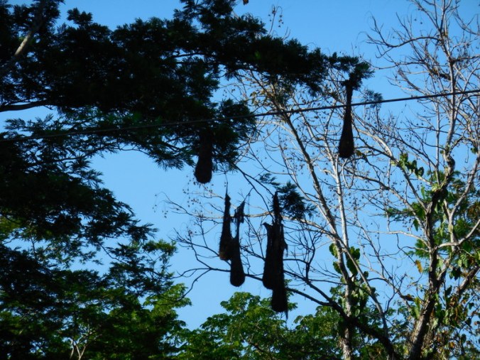 Scenic Panama - bird nests-001