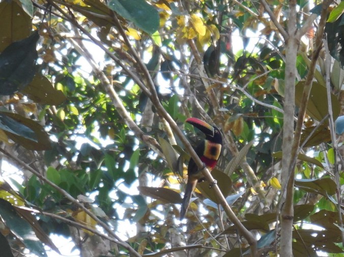 Small toucan 2
