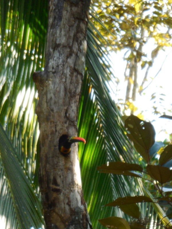 Small toucan 3