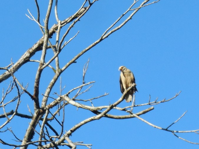 Some kind of bird of prey