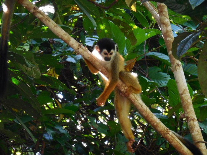 Squirl monkey 3