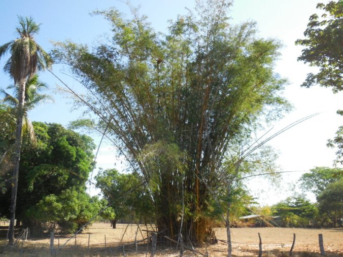 Tree or Grass of the day
