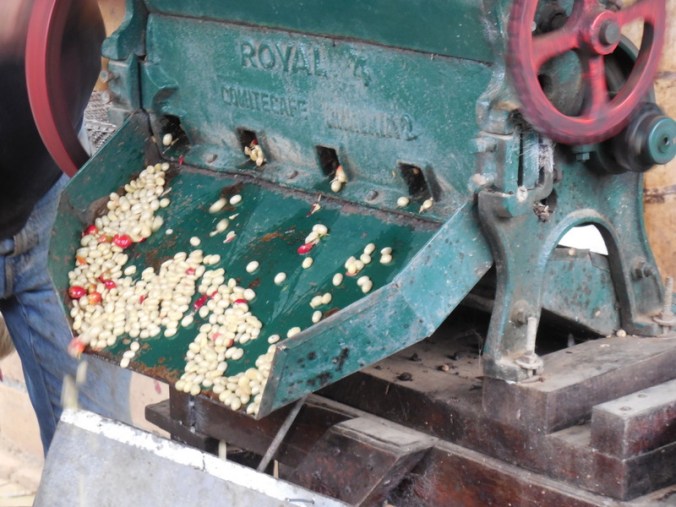 2 Beans without cherry husk