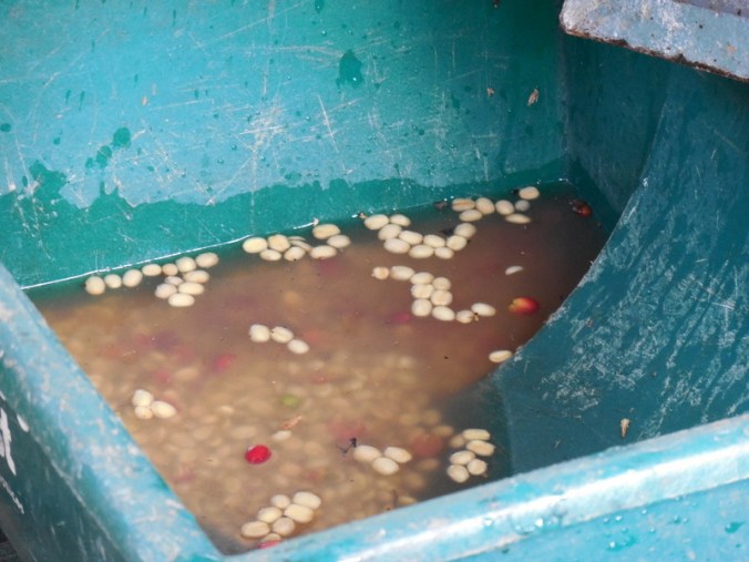 4 Beans soaking - bad one float