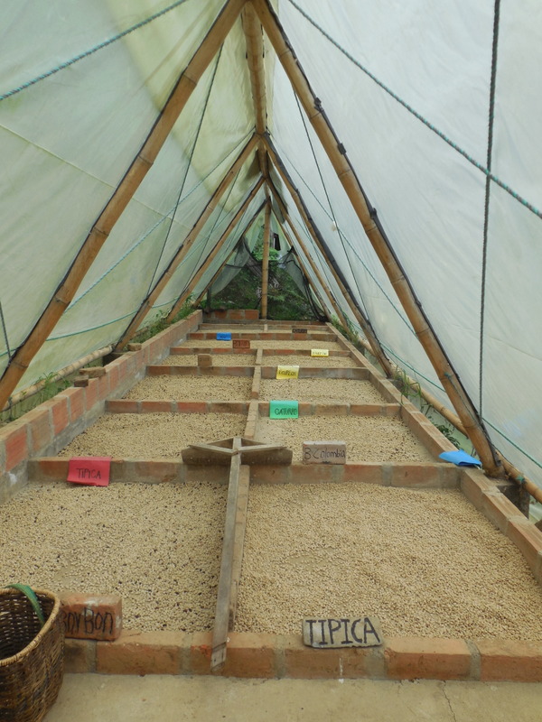 8 Beans with inner husk on still dryin5 g