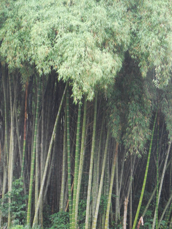Bamboo 1