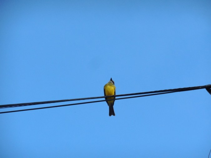 Bird on a wire