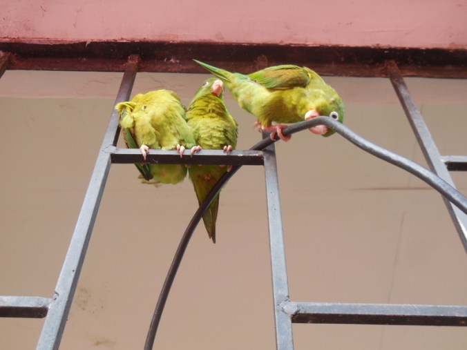Birds at station 1