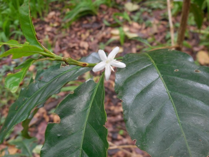 Coffee flower