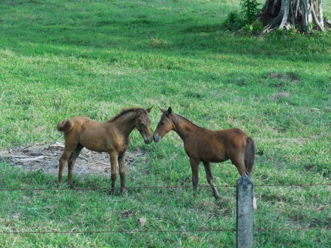 Horses - ponys playing