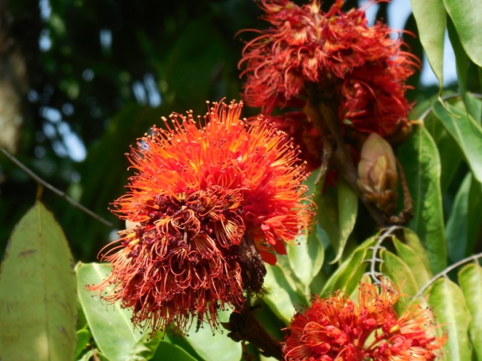 New flowers scene in Columbia 2