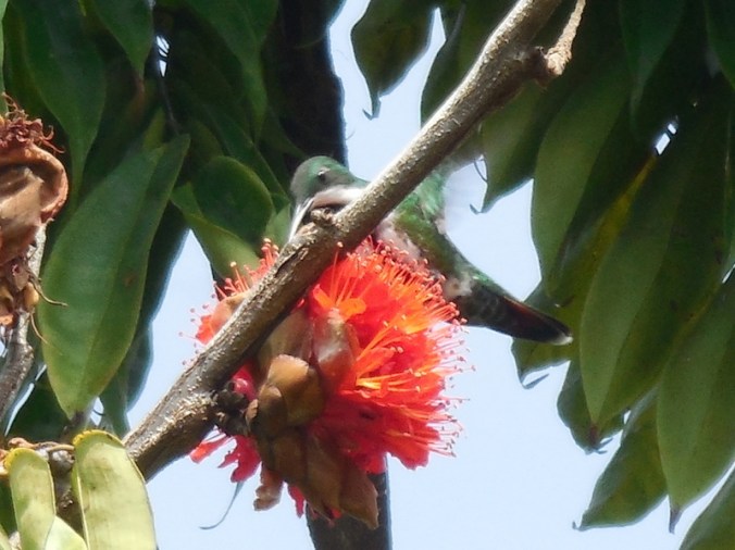 New flowers scene in Columbia - with humming bird
