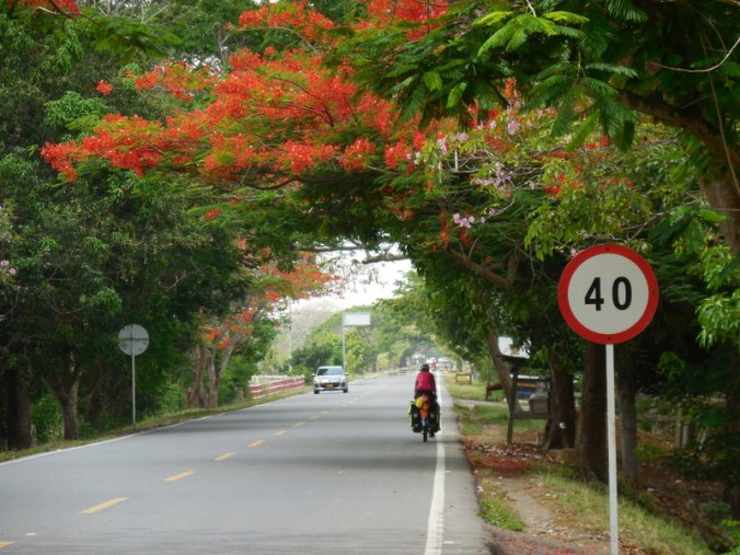 New red tree and Nancy