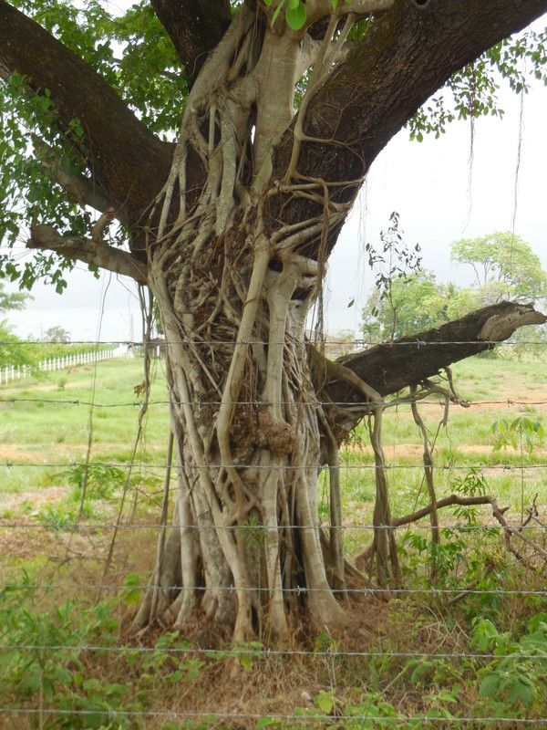 Strangler fig 2