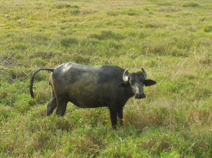 Water buffalo