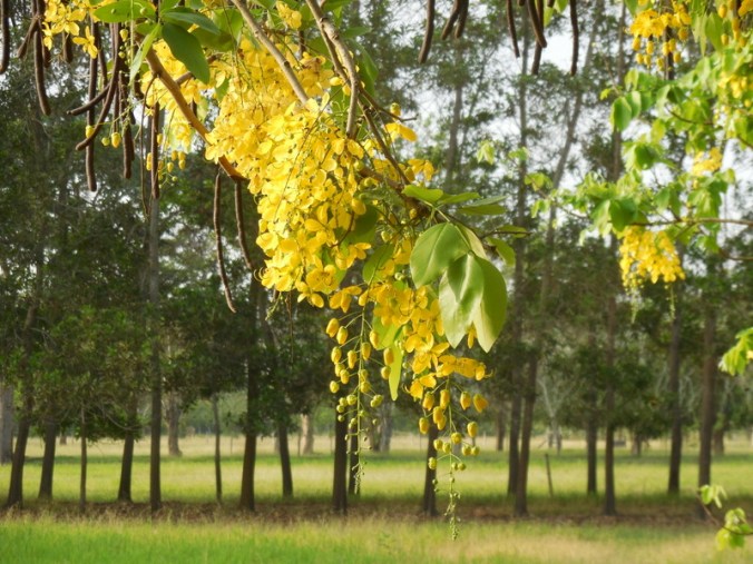 Yellow tree 3
